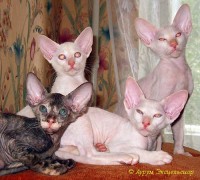 Сиамские и ориентальные кошки: au06_1423