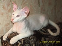 Сиамские и ориентальные кошки: au12_896