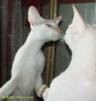 Сиамские и ориентальные кошки: au5_2278